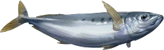 Pacific Sardine