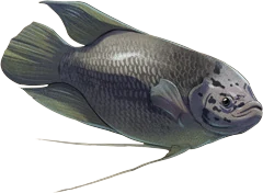 Giant Gourami