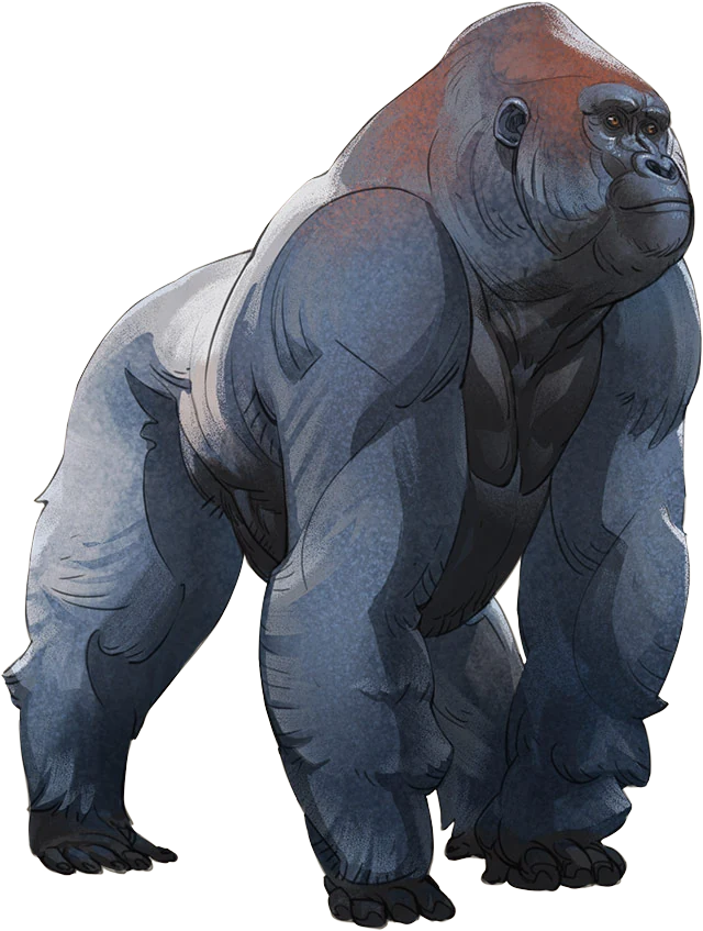 Western Lowland Gorilla