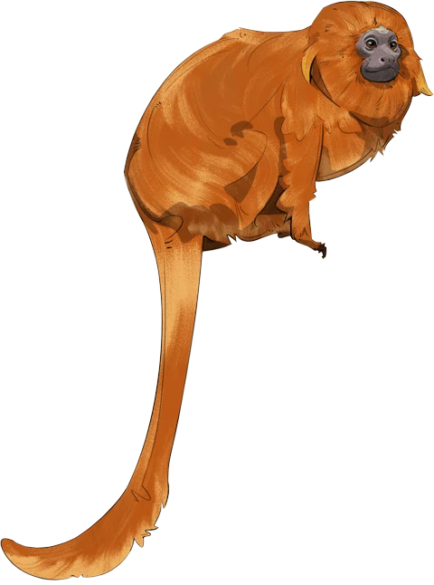Golden Lion Tamarin