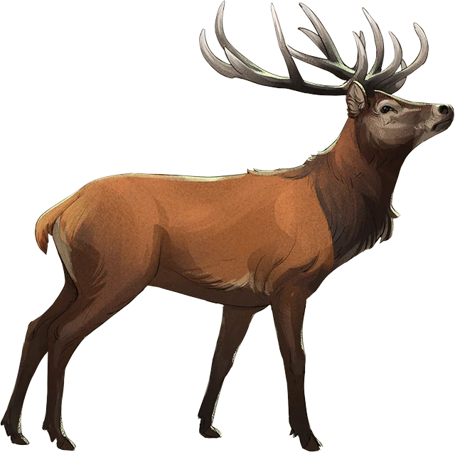 Red Deer