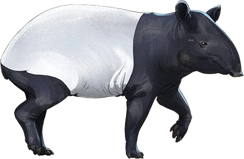 Malayan Tapir