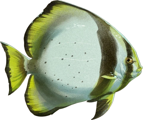 Longfin Batfish
