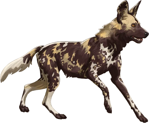 African Wild Dog