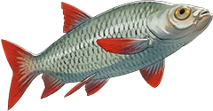 Common Rudd