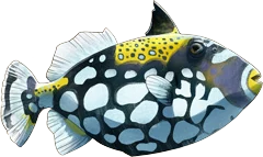 Clown Triggerfish