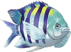 Indo-Pacific Sergeant