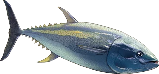 Pacific Bluefin Tuna