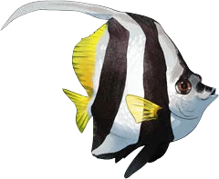 Schooling Bannerfish