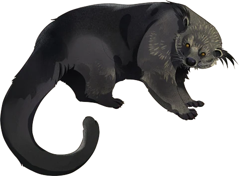Binturong