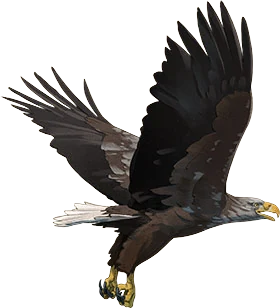 White-Tailed Sea-Eagle