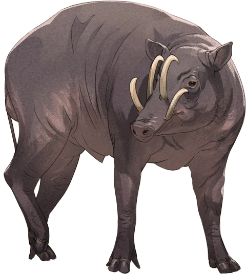 North Sulawesi Babirusa