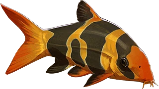 Clown Loach