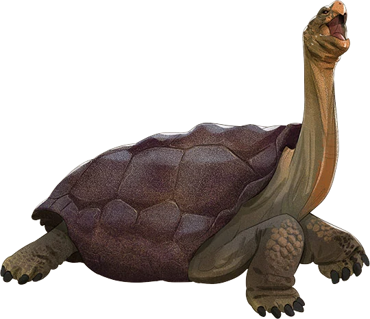 Galápagos Giant Tortoise