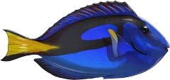 Palette Surgeonfish