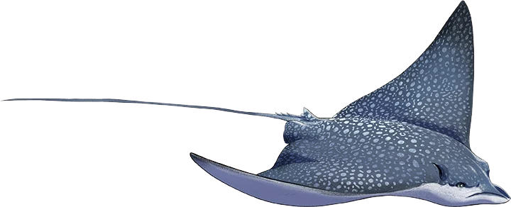 Ocellated Eagle Ray