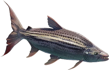 African Tigerfish