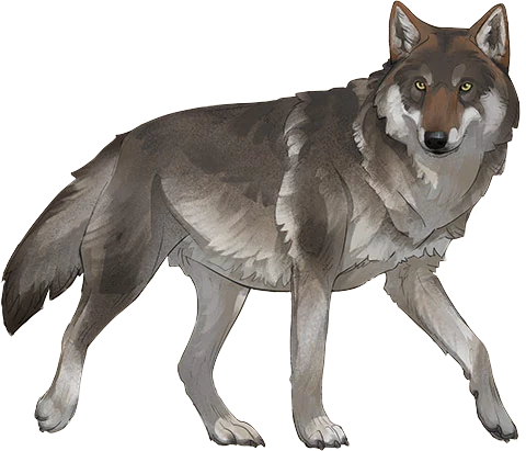 Grey Wolf
