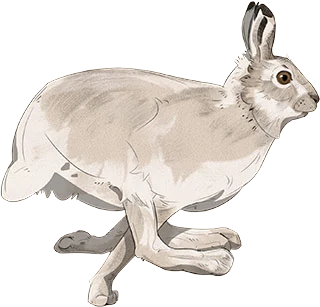 Mountain Hare