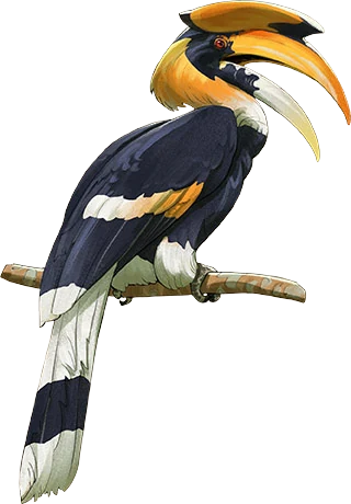 Great Hornbill