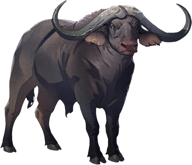 Cape Buffalo