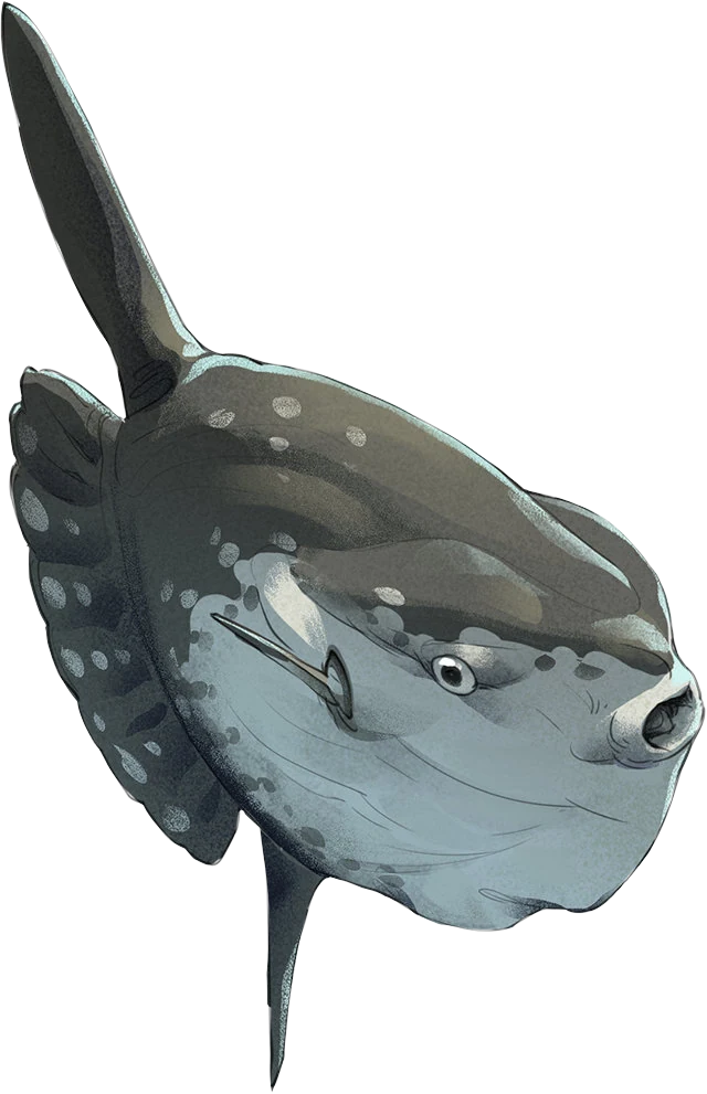Ocean Sunfish