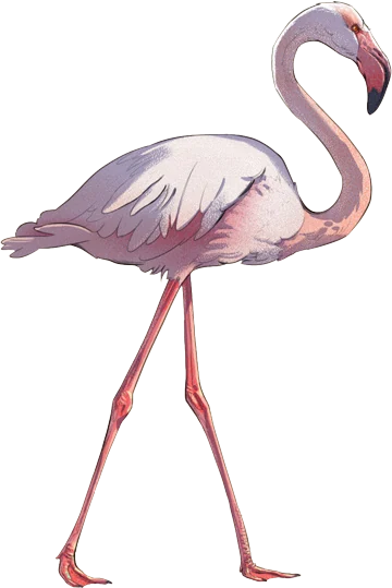 Greater Flamingo