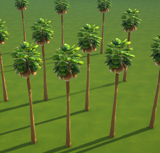 Washingtonia Robusta Palm Tree