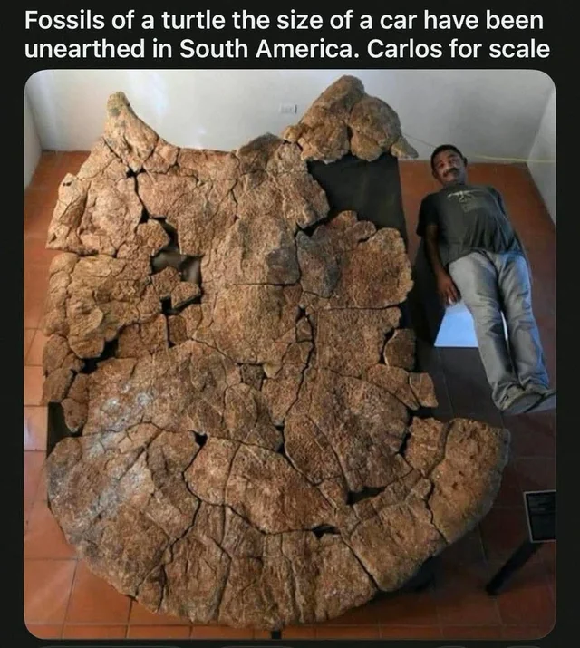 Carlos as a Unit of Measurement