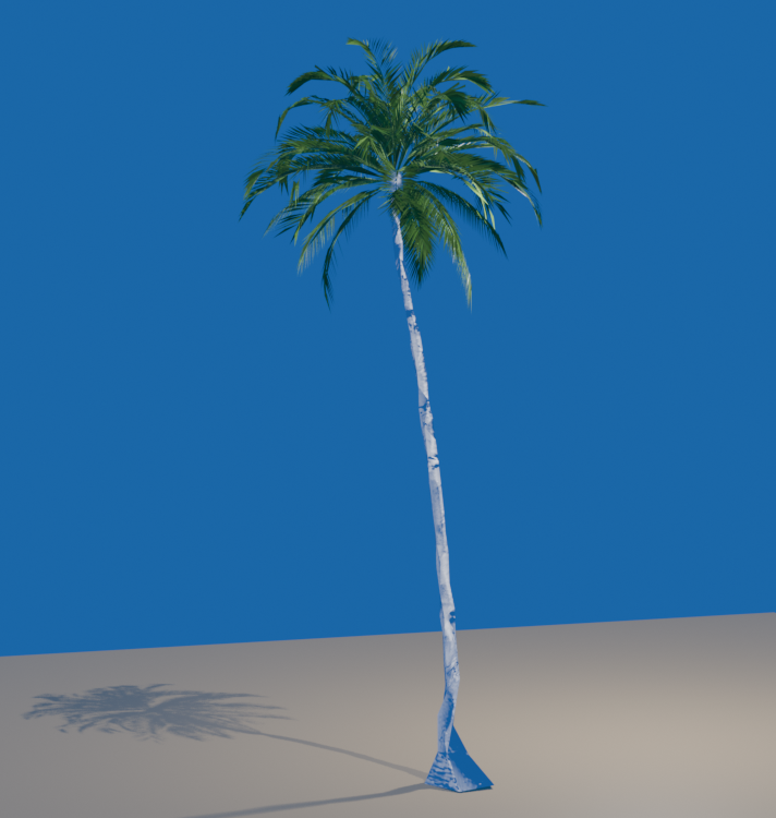 Coconut Palm Tree