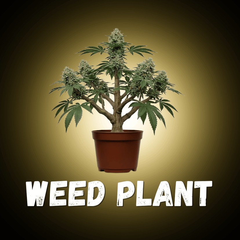Weed Plant